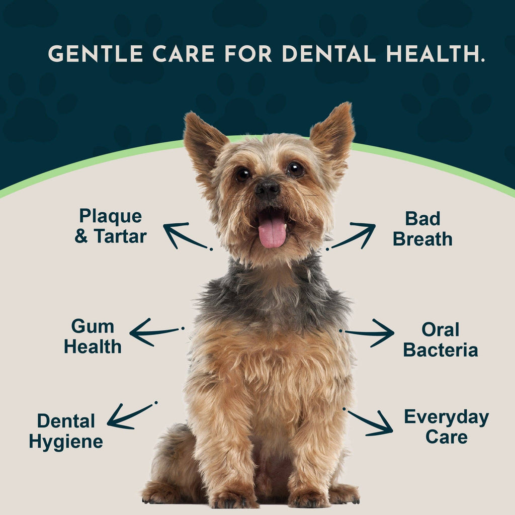 (Sea-dent) Dental Support Herbal Soft Chews | Herbal Anti-Plaque Formula | 60 Count