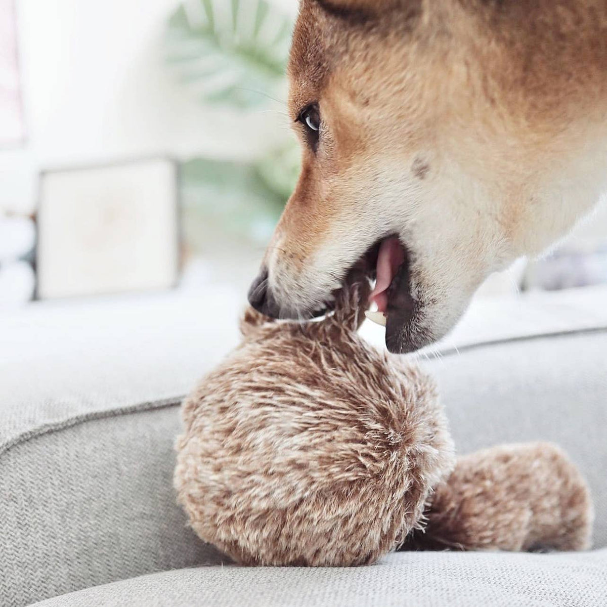 SQUIRREL POP // ENRICHMENT DOG TOY // Squeaky Ball