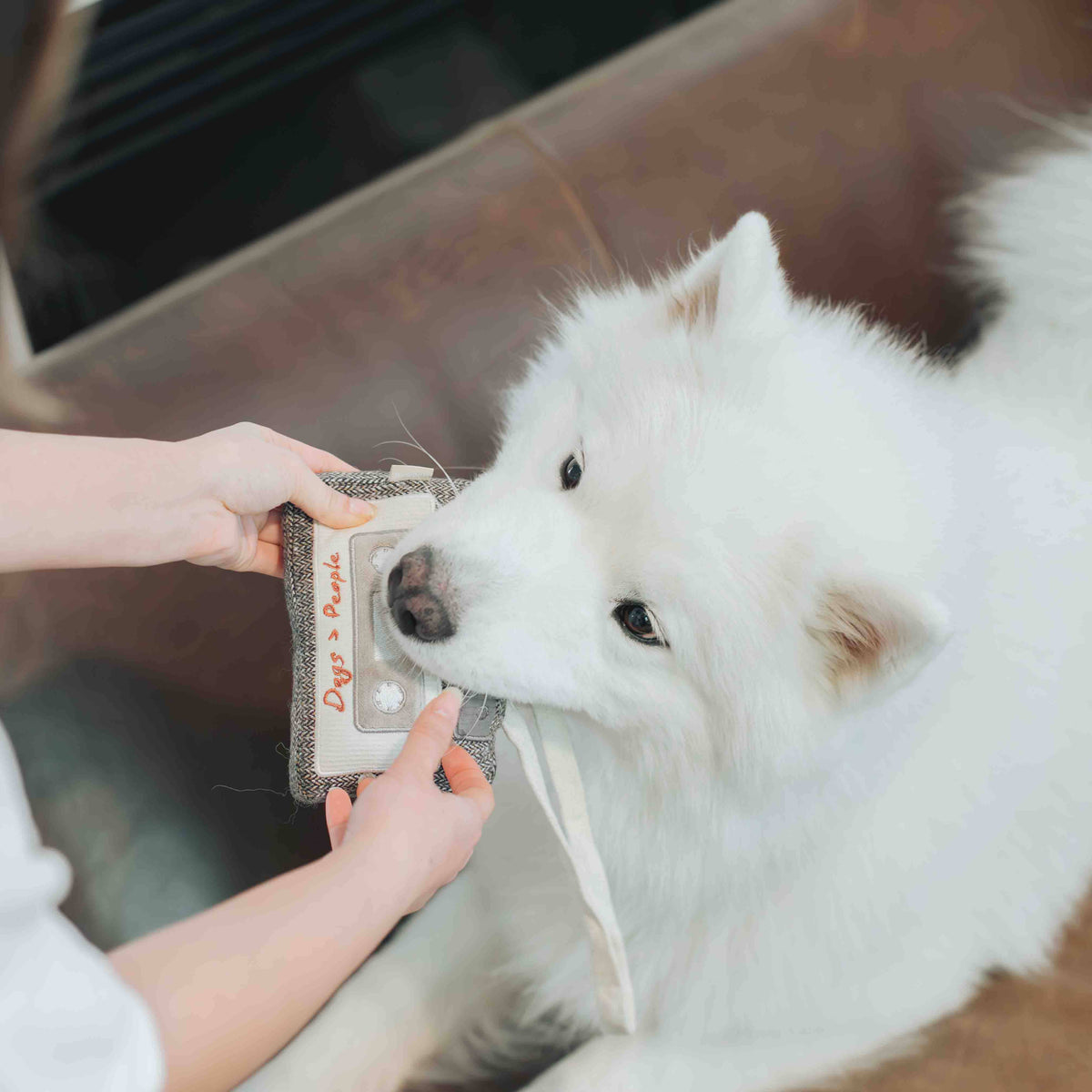 CASSETTE // ENRICHMENT DOG TOY // SNUFFLE TOY
