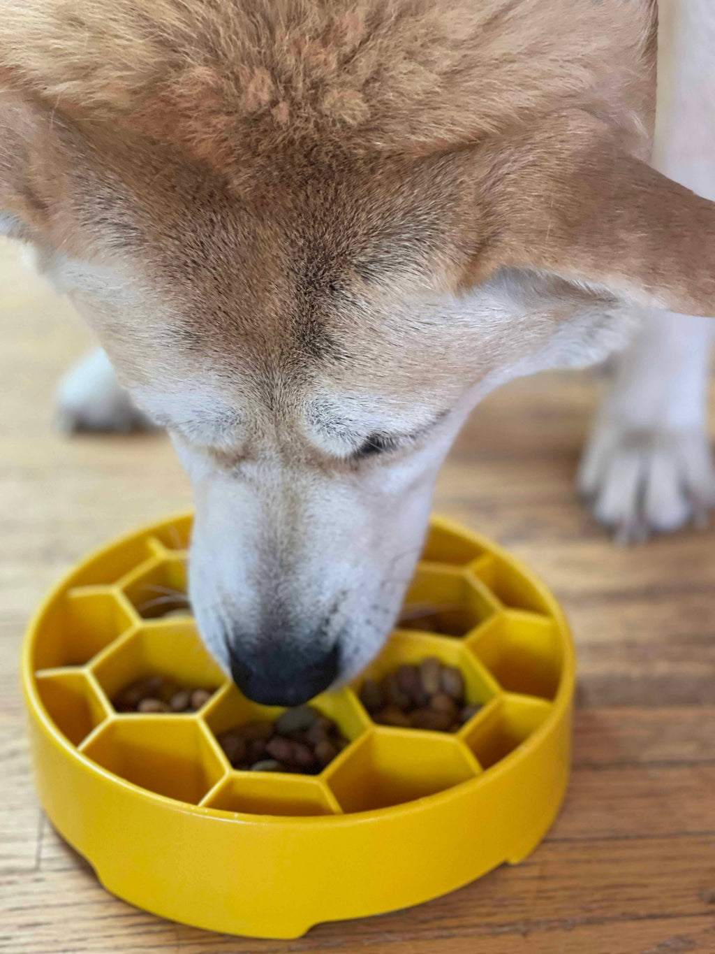 Honeycomb eBowl Deep Slow Feeder Dog Bowl for Enrichment | USA Made
