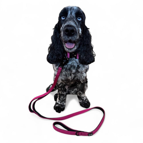 Black Tactical Style Dog Collar