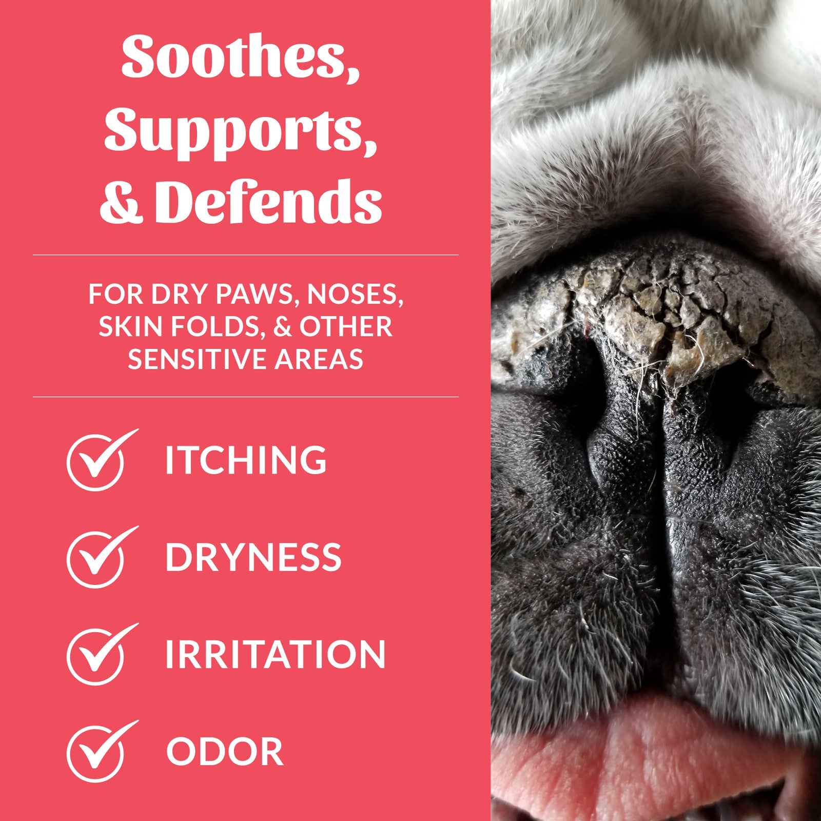 Skout's Honor | Prebiotic Pet Balm | Rochester, NY