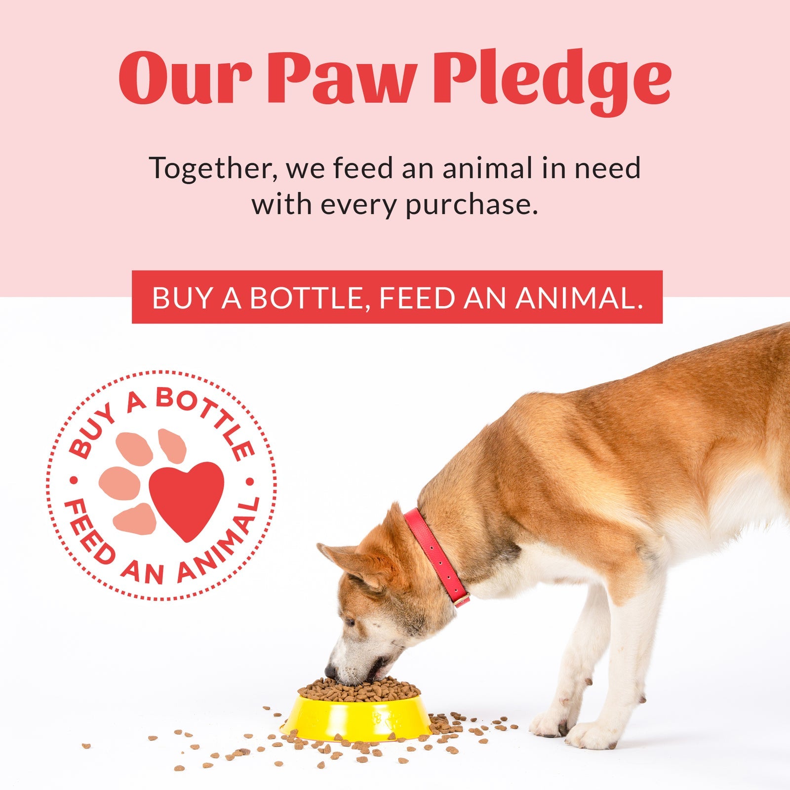 Skout's Honor | Prebiotic Pet Balm | Rochester, NY