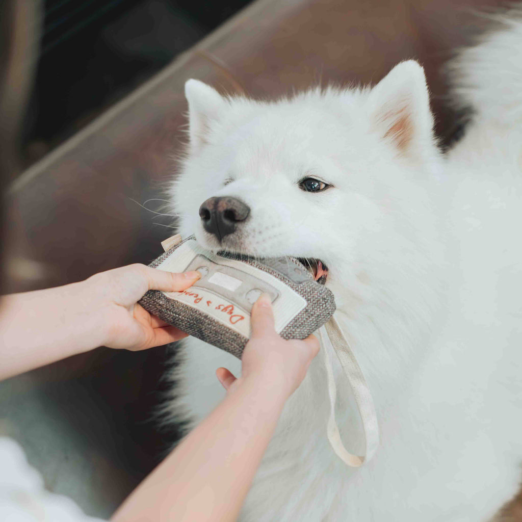 CASSETTE // ENRICHMENT DOG TOY // SNUFFLE TOY