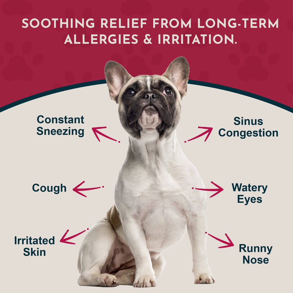 Seasonal Allergy Powder + Quercetin | Allergy Support