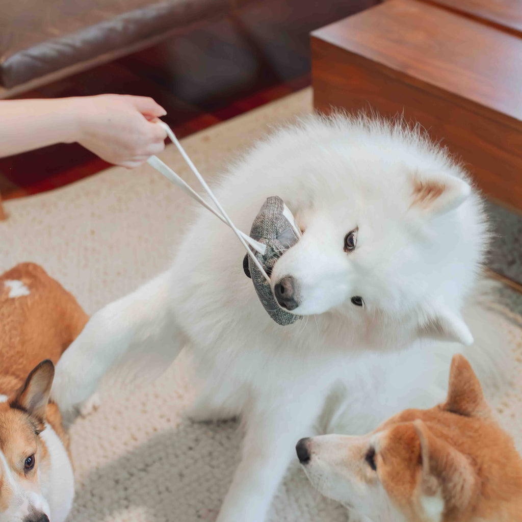 CASSETTE // ENRICHMENT DOG TOY // SNUFFLE TOY