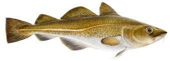 Icelandic+ Hand Wrapped Cod Skin 10" Long Chew Stick 2-Pack