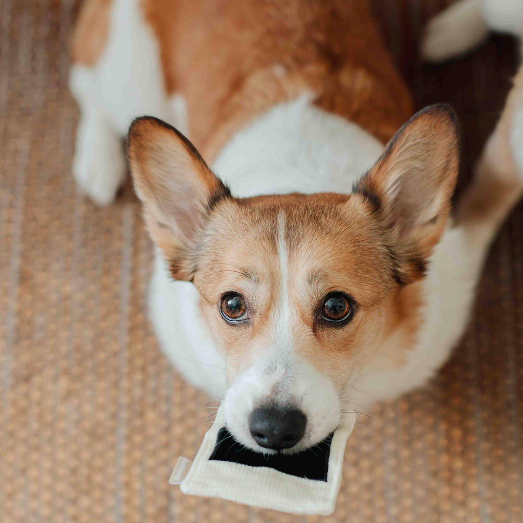 INSTANT CAMERA // ENRICHMENT DOG TOY // SNUFFLE TOY