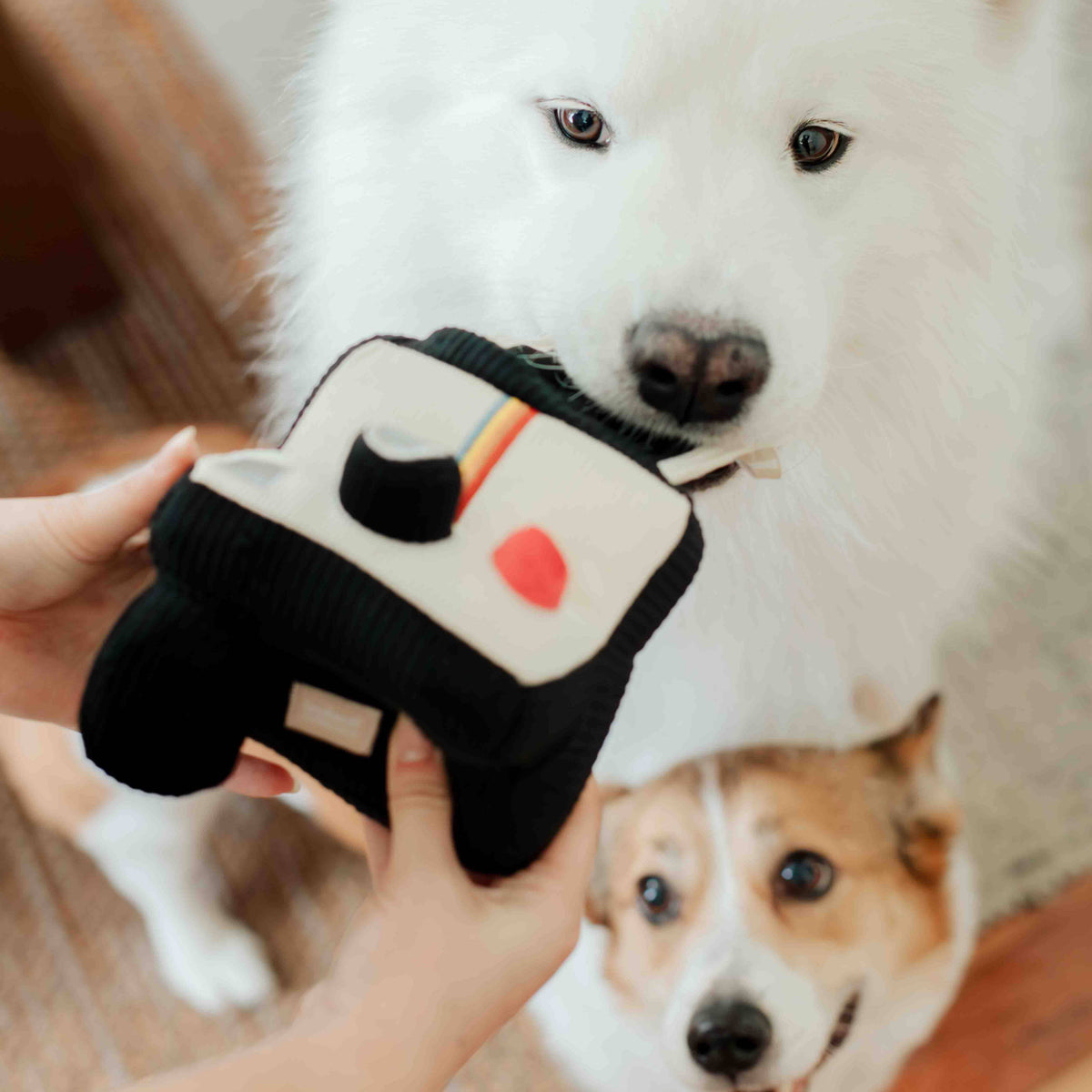 INSTANT CAMERA // ENRICHMENT DOG TOY // SNUFFLE TOY