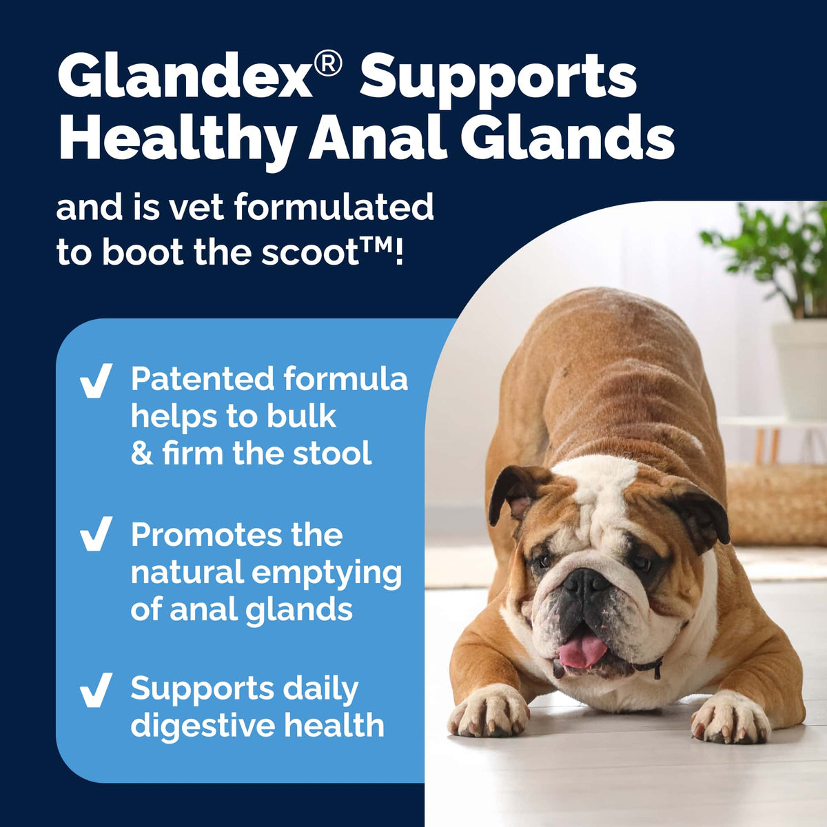 Glandex Anal Gland Support Soft Chews Peanut Butter 60ct