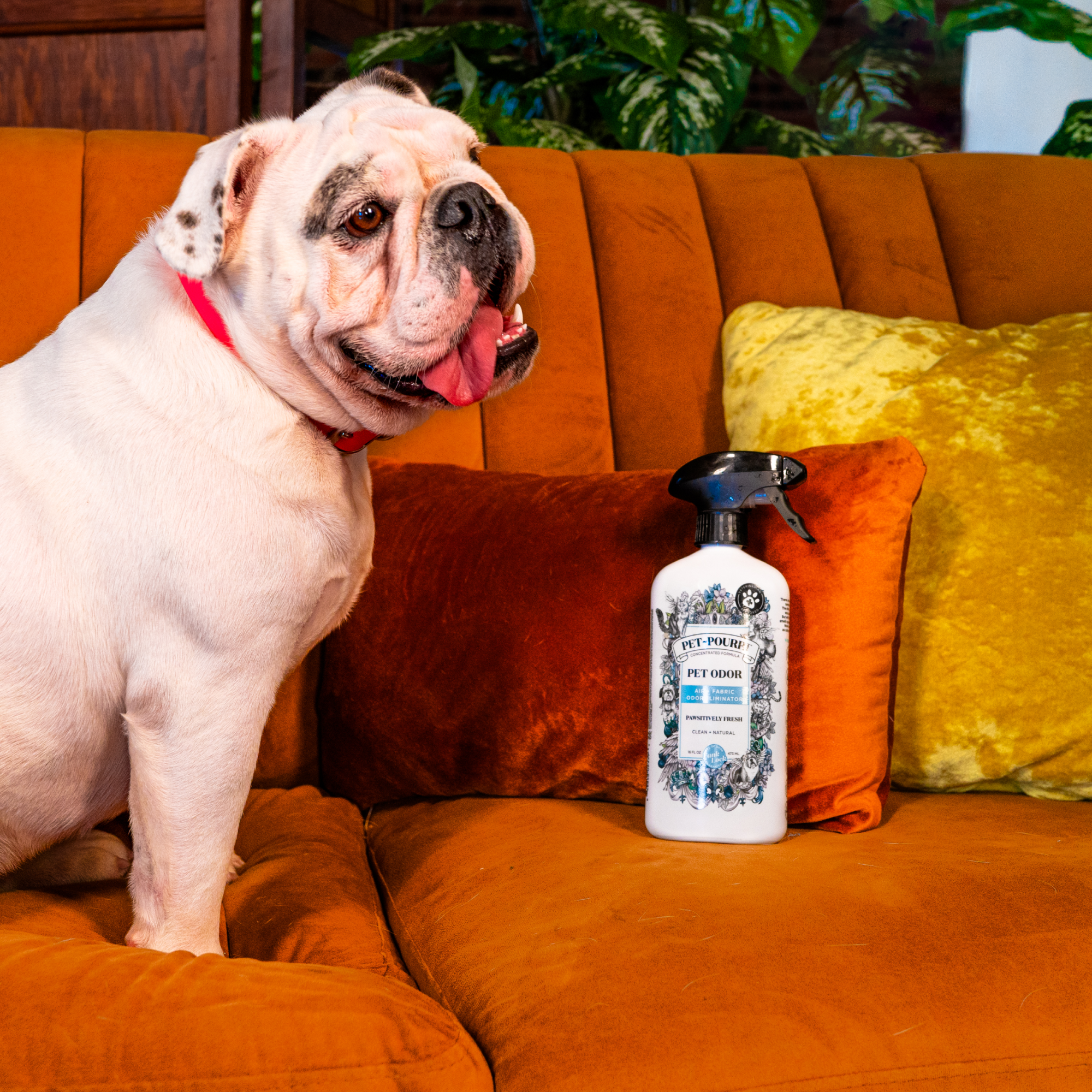 Pet~Pourri | Pawsitively Fresh Air+Fabric Odor Refresher | Rochester, NY