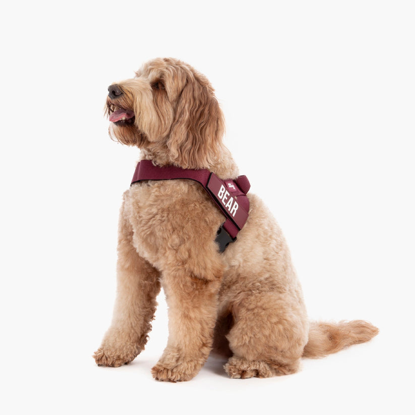 Dog Friendly Co Harness - Maroon